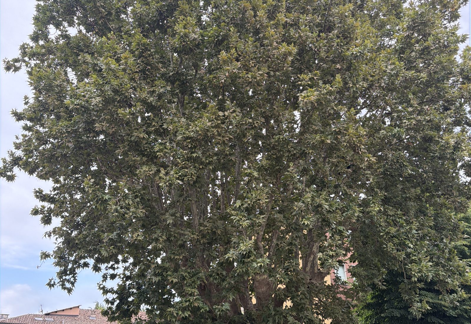 The full canopy of the monumental plane tree in Canelli