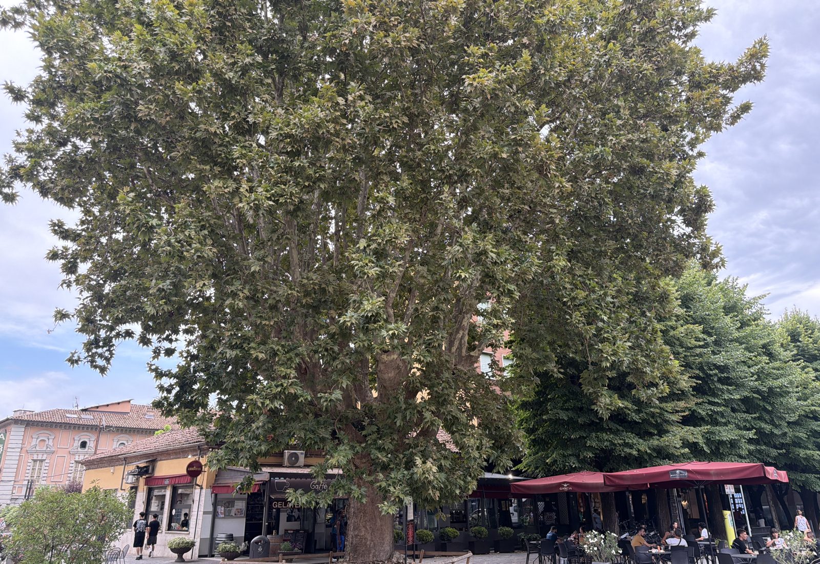 The monumental plane tree over the café terrace in Canelli's square